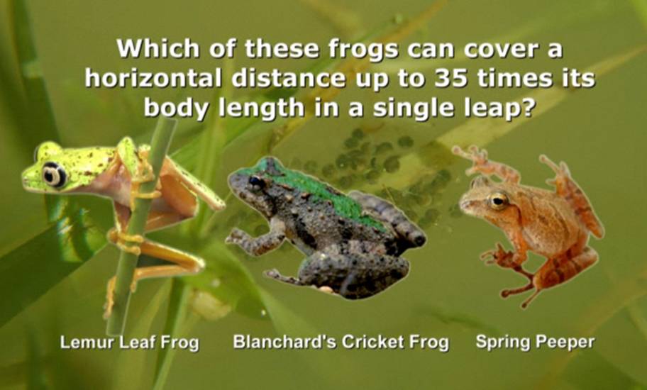 funny pics of frogs. frogs are declining at an