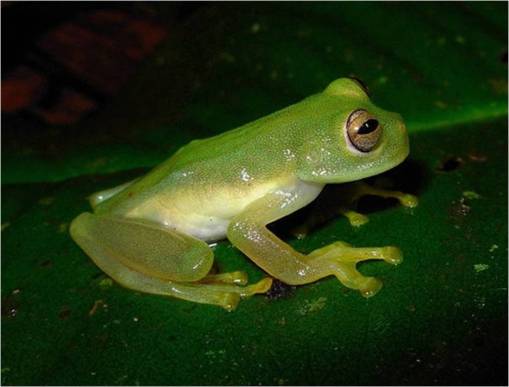 glass frogs. Newly discovered glass frog