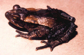 Large-crested toad httpsfrogmattersfileswordpresscom200805la